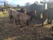 Panoramix d arquetan