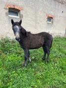 Poney connemara hongre de 1 an