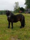 Etalon shetland  a vendre   