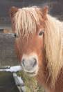 Poney shetland mâle castré 