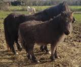 Pouetpouet d arquetan