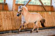 Hongre - fjord - 4 ans - polyvalent - france