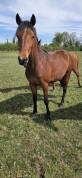 Belle ponette new forest 2 ans taille d