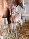 Poulain 2026 origines pour le dressage - poney d 