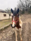 Poney onc à vendre