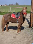 Ponette de confiance et d expérience 