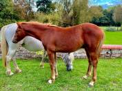 Poney d pfs/connemara 1 an 