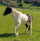 Magnifique poney d curly pie