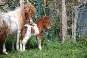 Poney shetland pp