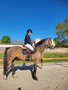 Poney connemara 6 ans hors taille 