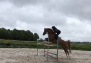 Poney pfs as1 / as élite